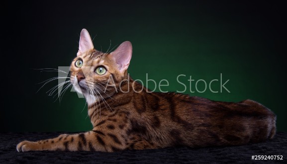 Picture of Beautiful stylish Bengal cat Animal portrait Bengal cat is lying Blue background Collection of funny animals